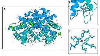 Ученые впервые увидели, как белок калпротектин лишает бактерии цинка