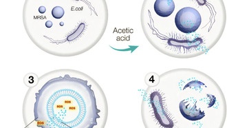 Наночастицы усилили антибактериальные свойства обычного уксуса