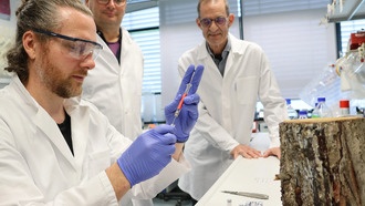 Ученые раскрыли эволюционный секрет защиты хвойных деревьев от вредителей