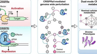 Ученые создали систему CRISPR для одновременного включения и выключения генов