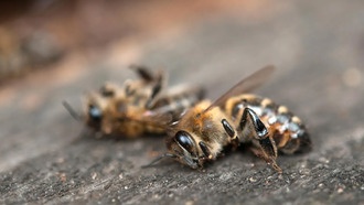 Насекомые исчезают даже из заповедных уголков планеты
