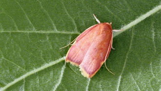 Учёные обнаружили новый вид бабочек, скрывавшийся более века