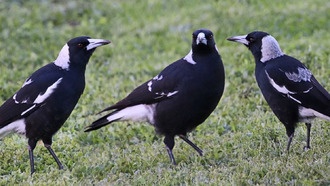 Сороки умеют определять количество кричащих чужаков, выяснили учёные