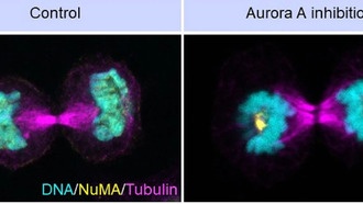Ученые раскрыли роль фермента Aurora A в формировании ядра при делении клеток