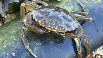 Самки крабов более чувствительны к подводным кабелям, чем самцы