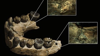 Искусственный интеллект выяснил, что древние люди были добычей для леопардов