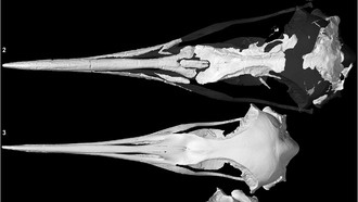 В Новой Зеландии обнаружен череп гигантского предка императорских пингвинов