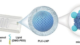 Учёные создали липидные наночастицы сложной формы для доставки лекарств нового поколения