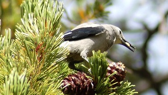 Изменение климата угрожает уничтожить 80% ареала белокорой сосны в Скалистых горах