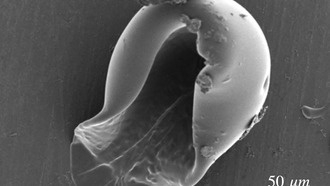 Наноинкубаторы для микробов научились открывать с помощью осмоса