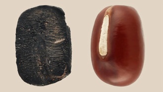 Находка в Китае отодвинула историю культивации адзуки на 4000 лет назад