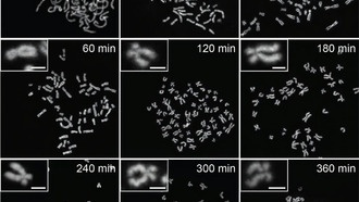 Учёные опровергли классическое представление о форме хромосом