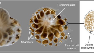Исследование раскрыло секреты симбиоза фораминифер для спасения коралловых рифов