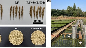Ученые нашли способ выращивать более питательный рис с меньшим количеством удобрений