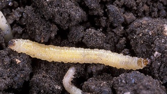 Устойчивость вредителей угрожает новейшей биотехнологической защите кукурузы