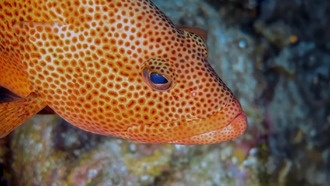 Ученые 12 лет слушали «любовные песни» рыб и обнаружили тревожные изменения