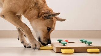 Собаки способны классифицировать предметы по их функции без специального обучения