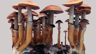 Учёные выяснили, что разные виды галлюциногенных грибов производят псилоцибин разными путями