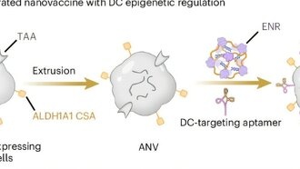 Нановакцина остановила рост опухоли и предотвратила рецидив рака в лабораторных моделях