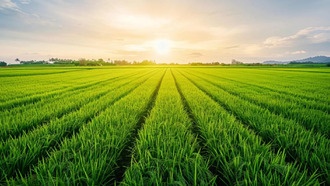 Наноселен повышает урожайность риса и снижает потребность в удобрениях