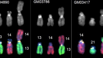 Ученые определили точку слияния хромосом, что раскрывает механизм их эволюции