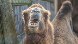 Ученые раскрыли четыре этапа эволюции челюстного сустава млекопитающих