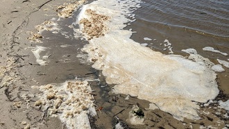 Морская пена у побережья Северной Каролины содержит опасные концентрации PFAS
