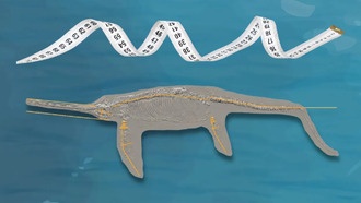 Математические правила помогут определить размер древних морских рептилий по фрагментам скелета