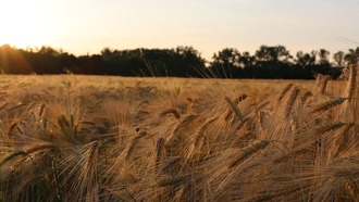 Происхождение ячменя оказалось «мозаичным»