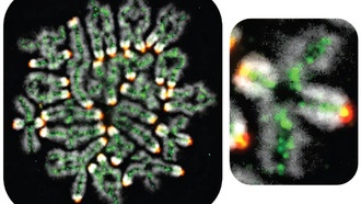 Открыт механизм, обеспечивающий правильную передачу хромосом от родителей детям