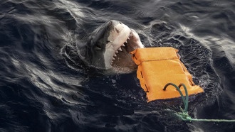 Новые гидрокостюмы значительно снижают тяжесть травм от укусов акул