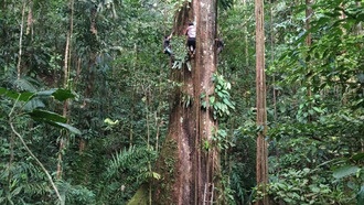 Ученые: деревья в Амазонии увеличиваются в размерах из-за роста уровня CO₂