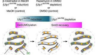Молекулярная застёжка-молния и ДНК-перемычка защищают фертильность