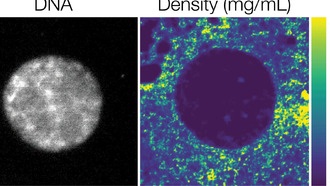 Ученые обнаружили, что ядро клетки менее плотное, чем цитоплазма