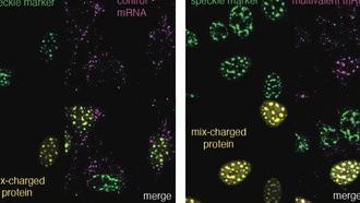 Ученые открыли механизм «интерастаза», который защищает клетки от накопления вредных белков