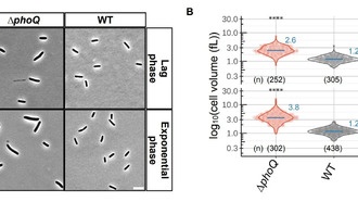Неизученные мелкие белки кишечной палочки открывают новые пути для борьбы с инфекциями