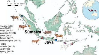 Генетика индонезийского скота может помочь в создании более устойчивых пород