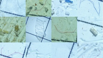 В желудках вымирающих дельфинов реки Инд обнаружено рекордное количество микропластика