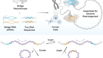Ученые создали систему редактирования генома, способную переписывать целые главы ДНК