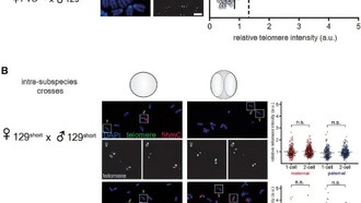 Биологи раскрыли механизм наследования длины теломер в эмбрионах