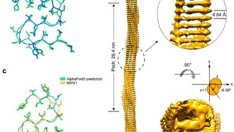 Ученые обнаружили, как белки-амилоиды распространяют смерть между клетками