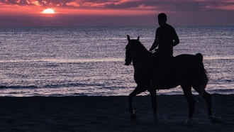 Древнейшие свидетельства присутствия лошадей на Сицилии переписывают историю