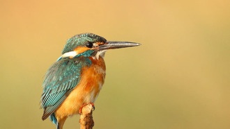 Ученые выяснили, почему одни животные маскируются, а другие используют яркие цвета