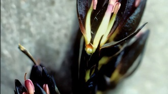 Международное исследование открыло новые виды диких цветов