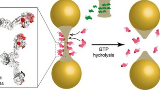 Ученые раскрыли механизм деления митохондрий, что открывает путь к новым методам лечения
