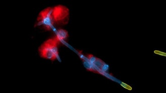 Учёные выяснили, как грибок Candida albicans незаметно колонизирует ротовую полость