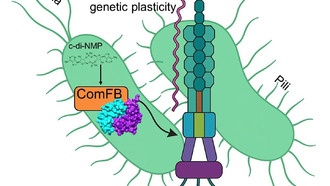 Ученые раскрыли новые механизмы движения бактерий и обмена ДНК