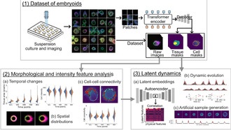 ИИ раскрывает скрытые особенности развития модели эмбриона