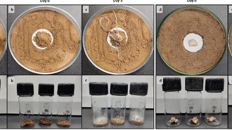 Термиты используют сложную технику защиты грибных «посевов» от сорняков