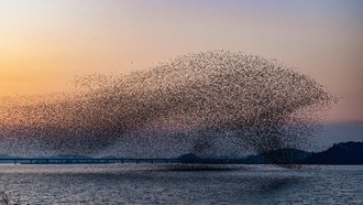 Физически обоснованный ИИ научился раскрывать правила коллективного поведения